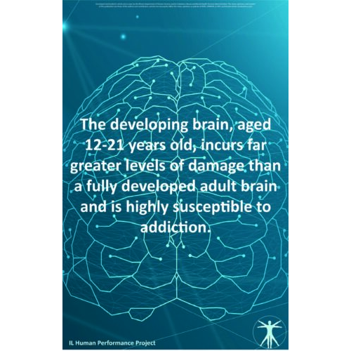 Developing Brain Poster
