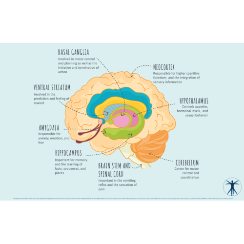Brain Overview Poster