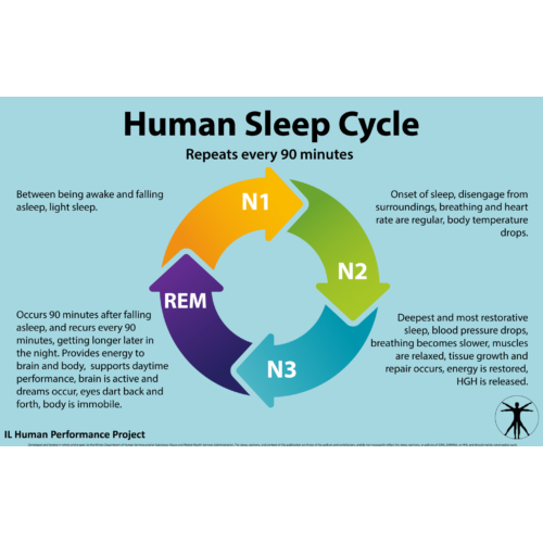 Human Sleep Cycle Poster